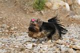YORKSHIRE TERRIER 398